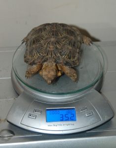 Panacke tortoise weighing