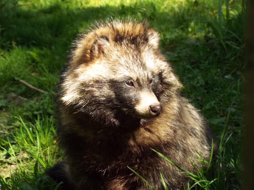 Raccoon Dog Fluffballs! – Tilgate Nature Centre